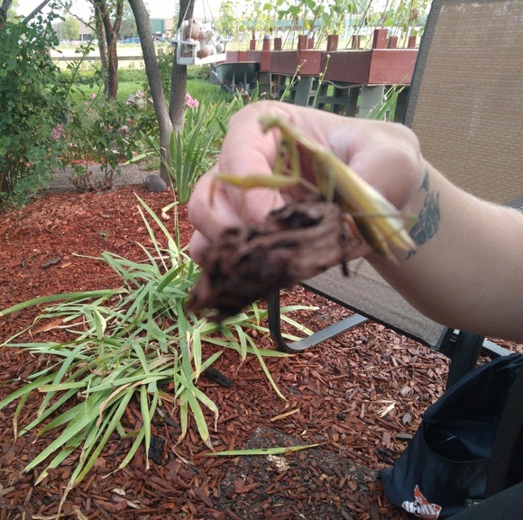 Meet your Posher, Sheila - Picture 1 of 1